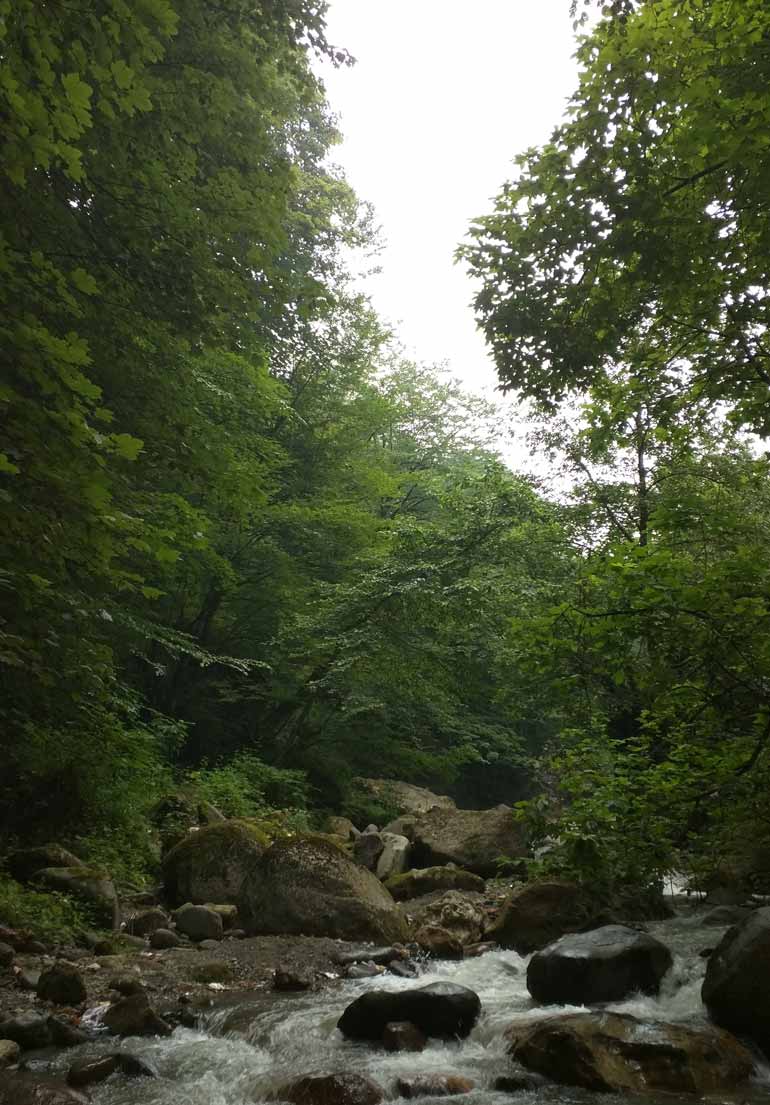 جنگل تیلاکنار